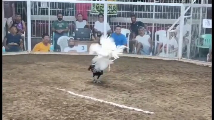 2025 FIGBA 8 Stag Local Edition Fourth Fight ( 3/4 Boston 1/4 Possum) - win