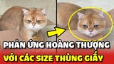 Thử phản ứng của Hoàng Thượng với các size THÙNG CARTON 😂 | Yêu Lu