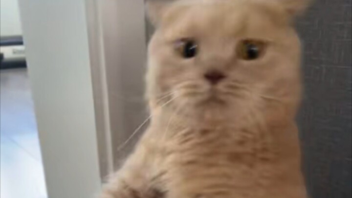 Ternyata ini alasan kucing membenci anjing