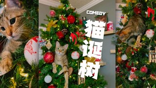 Semua orang tahu, pohon Natal bisa "melahirkan" kucing!