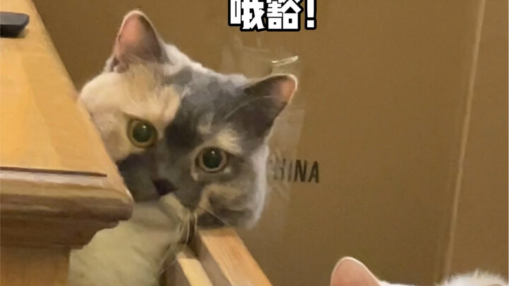 Ternyata tidak semuanya kucing cair