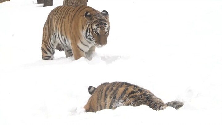 Little tiger ambushes its tiger parents—so happy! The feline instinct to sneak up from behind.