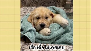 เพื่อนตัวน้อย สัตว์เลี้ยงแสนซน : เรื่องดื้อไม่เคยเลย