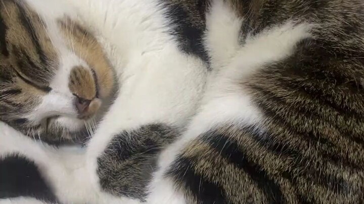 I Discovered Cats’ Secret — The Difference Between Paws and Legs