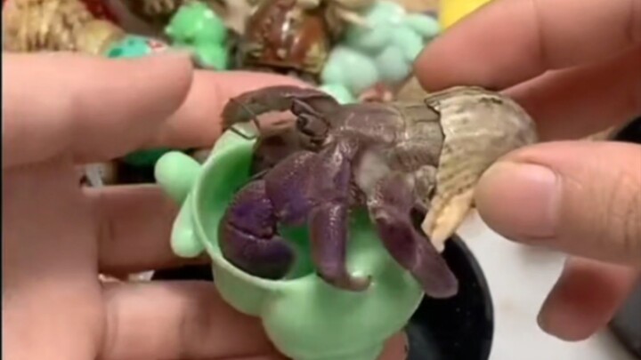 Give the hermit crab a new home
