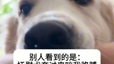 สุนัขปลอบใจ: แม่ขอร้องล่ะ อย่า อย่า อย่าทำร้ายตัวเองอีกเลย