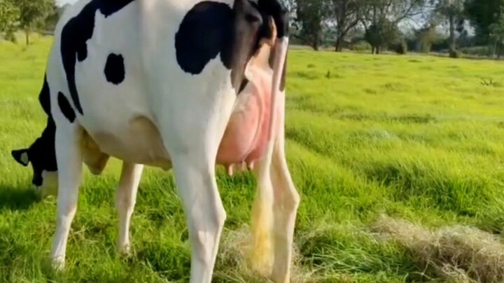 dairy farming / village life #dairyfarming #farm #cow #viral #new #hindi #india