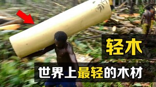 Pohon paling ringan di dunia, "kayu balsa", tumbuh 10 meter per tahun. Tebang saja dan bawa pergi!