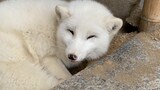 What is the name of the Arctic fox? This laughter is so charming! ! !