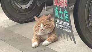 แมวสิบตัวรวมกันก็ไม่มีสมองพอ!