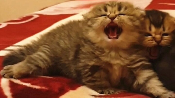 What happens when you keep blowing at an ultra-fierce little kitten?