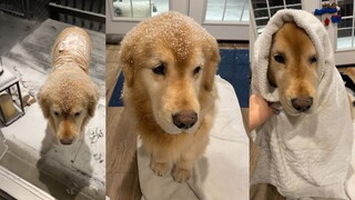 Golden Retriever: Mom, didn’t you notice that your bread looks unhappy?