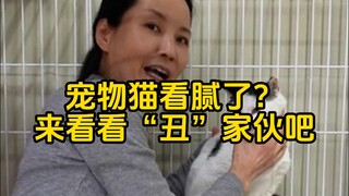 你有被猫猫的眼神感动过吗