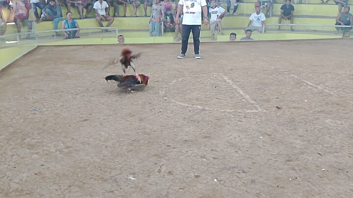 abuhon para champion naka Dali
