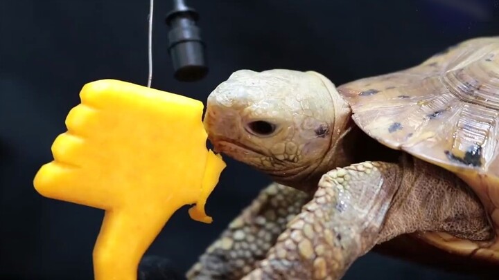 The turtle ate the button.