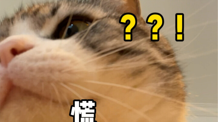 Saat membalas pesan pacar perempuan, momen paling membingungkan…