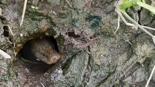 Belum ada yang mancing jadinya belut rawa besar pada nongkrong di waktu sore hari