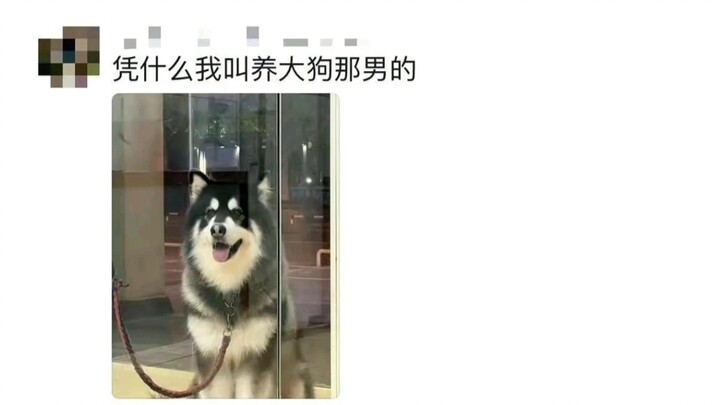 Hóa ra những người nuôi chó thật sự còn đánh mất cả tên thật của mình trong khu dân cư! Đến viết thi