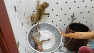 What happened, Why did little adorable Yaya jump to the wall many times before taking bath?