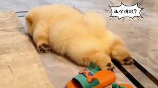 A Chow Chow looks like a dumpling when he is young, but turns into a lion when he grows up!