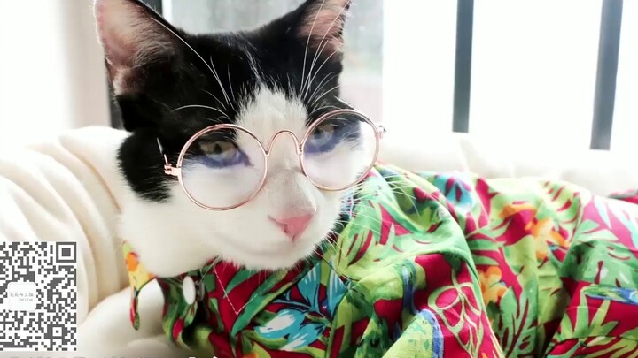 A collection of Huahua and Sanmao acting coquettishly with their middle parts!