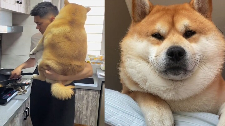 Chú chó Shiba Inu nặng 40 pound có hành động nũng nịu muốn được ôm khi chủ đang nấu ăn, chủ nhân ôm 