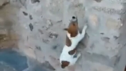 الجرس يدقّ والسعادة مع الأخ داو!