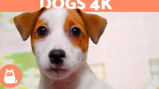 DOGS 4KCute DOGS & PUPPIES in 4K Ultra HD 🐶