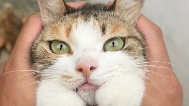 The follow-up to the cat catching mice is here—does your cat not know how to catch mice?
