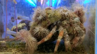 海缸-长满海葵的超大寄居蟹