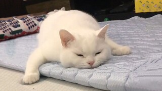 Cat's three-second memory~