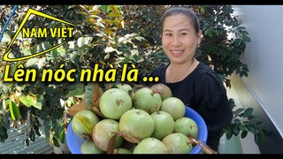 Được mùa Vú Sữa chín cây - Nóc nhà đầy trái [Nam Việt 1895]