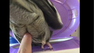 Poke the chicken's butt and see its reaction