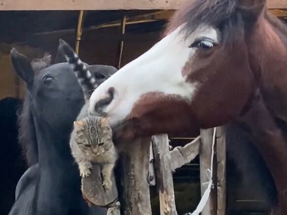 Kucing dan kuda adalah teman baik