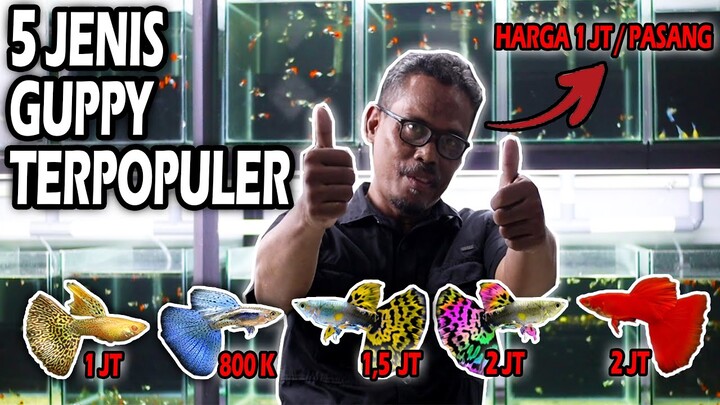 5 Jenis Ikan Guppy Paling Populer Sepanjang Masa