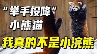 Gấu trúc đỏ: một sinh vật nhỏ dễ thương có thể khiến người ta sợ hãi bất cứ lúc nào và bất cứ nơi đâ