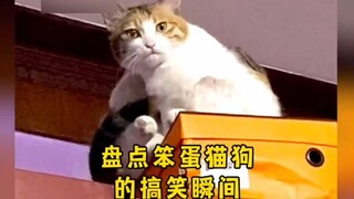 Bagaimana bisa ada anak kucing sebodoh itu?