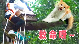长毛大橘树上求救：我被狗撵上来的，救命呀！