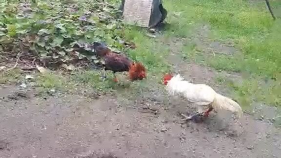 shamo X SBR vs Peruvian white knight