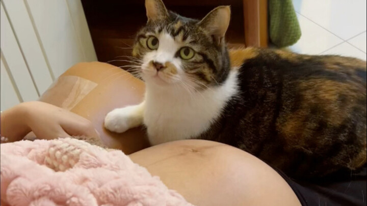 Ketika kamu hamil, tetap mempertahankan kucing…