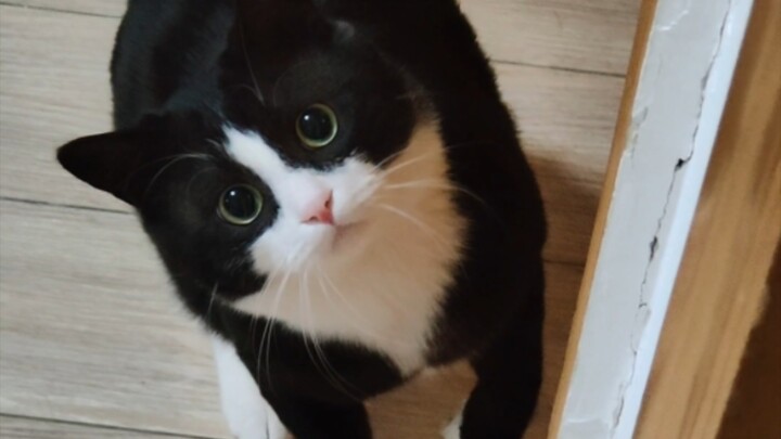 จิ้ป้าหลง