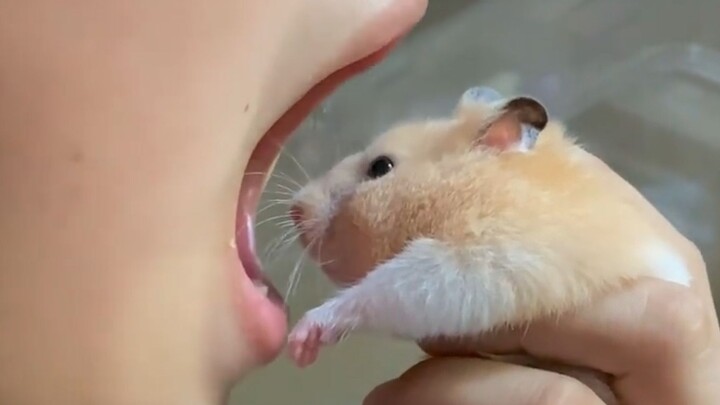 Suggested change: Mouse Path Difficult