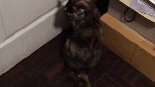 Open the door plz