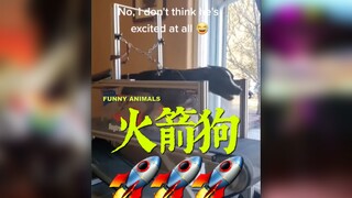 这狗起飞了！！！