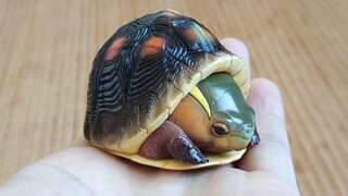 138元网购了一只没有任何饲养风险的黄缘盒龟，实在太可爱了