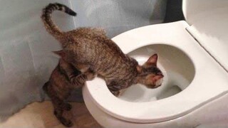 Funniest Cats 😹 - อย่าพยายามกลั้นเสียงหัวเราะ 😂 - Funny Cats Life
