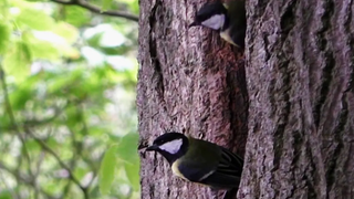 Great Tit Bird Nest - นกบินในการเคลื่อนไหวช้า