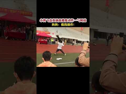 ลูกสุนัขโชว์ท่ากระโดดจับจานร่อนสุดท้าทายแบบไหลลื่นต่อเนื่อง น้องหมาบอกว่า: ดูฉันเล่นเลย!