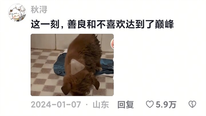 Dog: Since then, I’ve never tasted that tingling sensation on my tongue again.