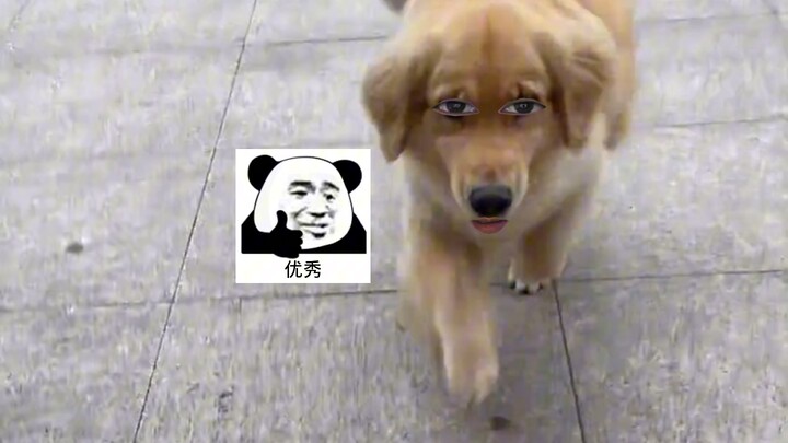 Dog: I just wish my muzzle were bigger!